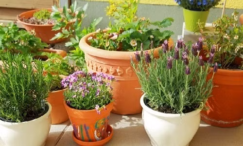 Trong những cách trang trí nhà thì làm đẹp tổ ấm bằng cây xanh, hoa tươi luôn được mọi người ưa chuộng. Ai cũng mong muốn được sống gần hơn với thiên nhiên, sống trong bầu không khí trong lành, thoải mái. Vì thế, bạn có thể tham khảo những ý tưởng tuyệt vời trong bài viết dưới đây để giúp gia đình mình chuẩn bị đón một năm mới đầy ắp niềm vui.