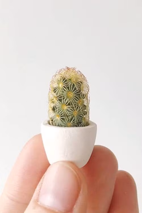 Một số người có thể gọi cây xương rồng này là Ladyfinger hoặc Mammillaria elongata, bạn có thể đặt nó ở cửa sổ hoặc nơi làm việc. Nó được bao phủ bởi những gai xòe ra xung quanh trông đầy vẻ hoang dã.