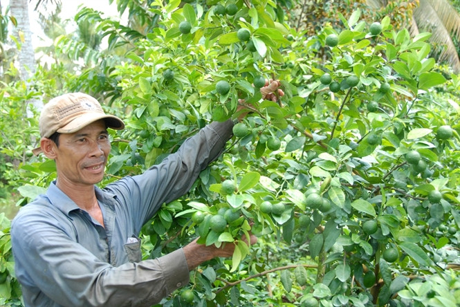 Chanh bông tím ra trái quanh năm nên mùa nghịch giá chanh thường cao từ 25.000 - 28.000 đồng/kg. Ảnh: Zing.