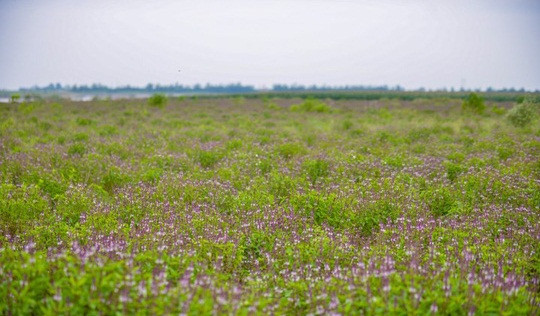 Ít ai nghĩ rằng rau húng quế lại có màu hoa đẹp đến thế. Ảnh: Infonet.