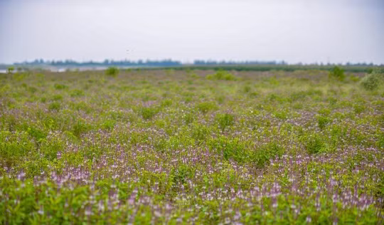 Ít ai nghĩ rằng rau húng quế lại có màu hoa đẹp đến thế. Ảnh: Infonet.