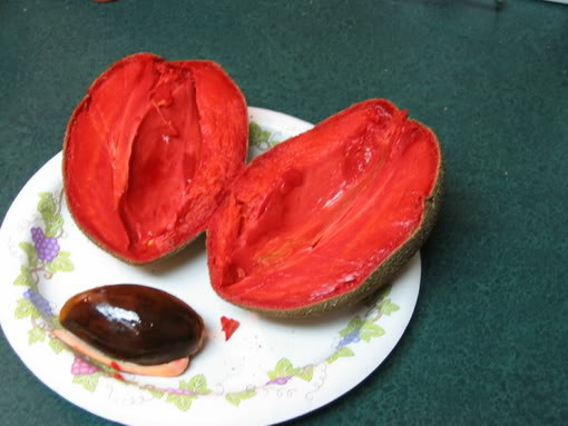 Do sự khác biệt về màu sắc nên hồng xiêm ruột đỏ Thái Lan đang thu hút nhiều người đặt mua cây giống về trồng. Ảnh: Printest.