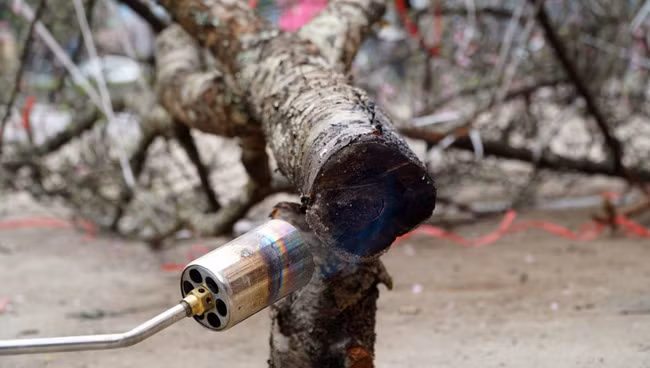 Mỗi khi có khách mua thì gốc đào đều được đốt cháy để giữ cho đào được sống lâu và khỏe hơn khi khách mang về nhà cắm.