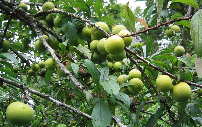 Mộc Châu (Sơn La) được coi là thủ phủ mận với diện tích hơn 1.500 ha. Ảnh: Tapchihue.