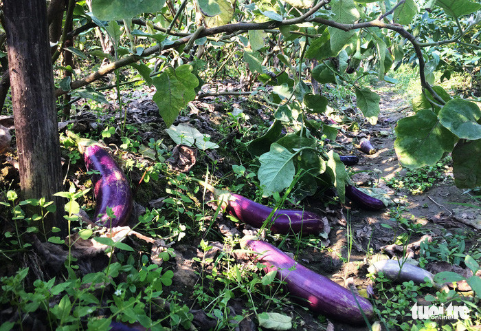 Cà đến vụ thu hoạch nhưng rớt giá, khó tiêu thụ, người dân không mặn mà hái - Ảnh: DOÃN HÒA