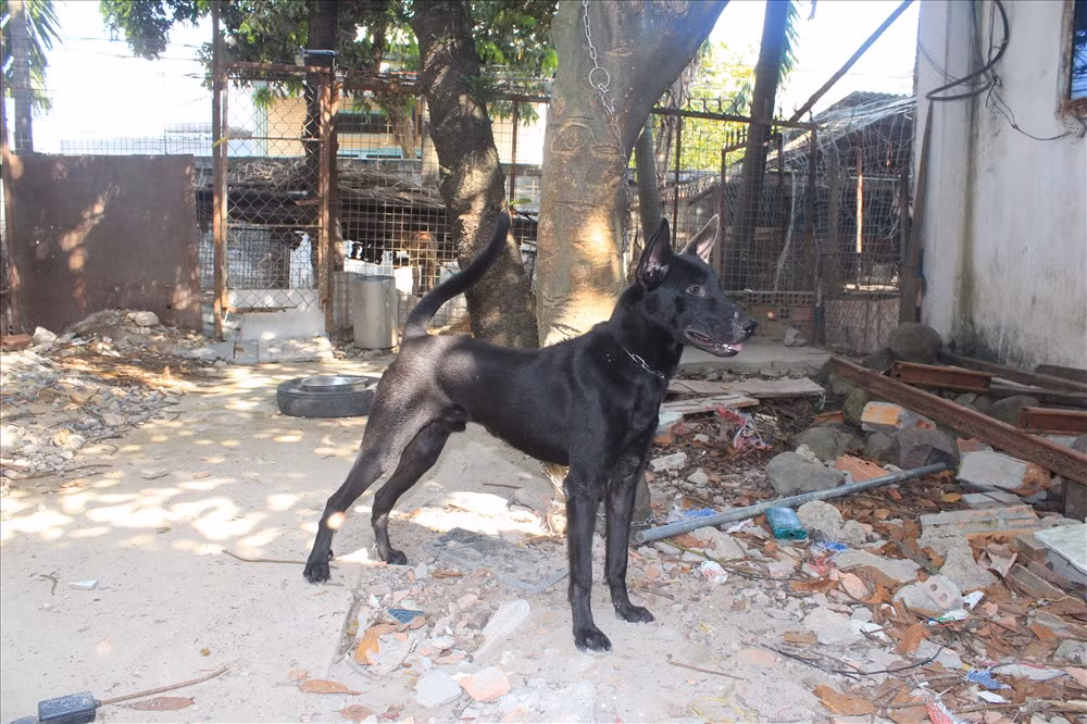 Xuất phát từ niềm đam mê, đến nay anh Bình tạm hài lòng khi có thể bảo tồn và nâng tầm giá trị của loài chó Phú Quốc Việt Nam trở thành thú cưng. Ảnh: Laodong.