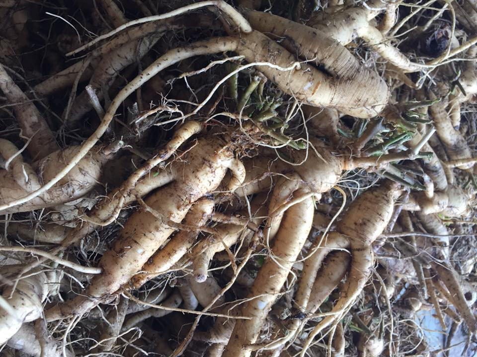 Mỗi lần anh Định thu gom trên 3 tấn các loại dược liệu, cho thu nhập cả tỷ đồng/năm. Ảnh: Dân Việt.