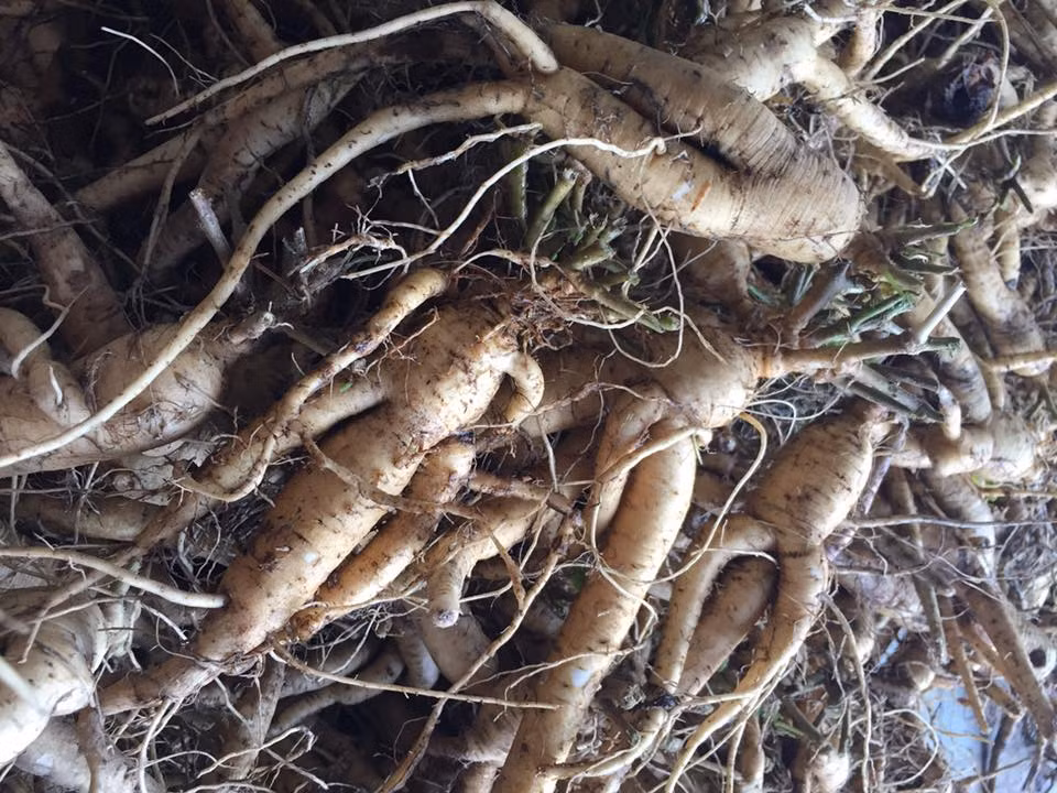 Mỗi lần anh Định thu gom trên 3 tấn các loại dược liệu, cho thu nhập cả tỷ đồng/năm. Ảnh: Dân Việt.