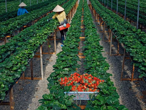 Bên cạnh đào, mận, hay hồng giòn, cao nguyên Mộc Châu (Sơn La) còn có một sản vật mới được du khách ưa chuộng, đó là dâu tây. Ảnh: Dulichtructhang.