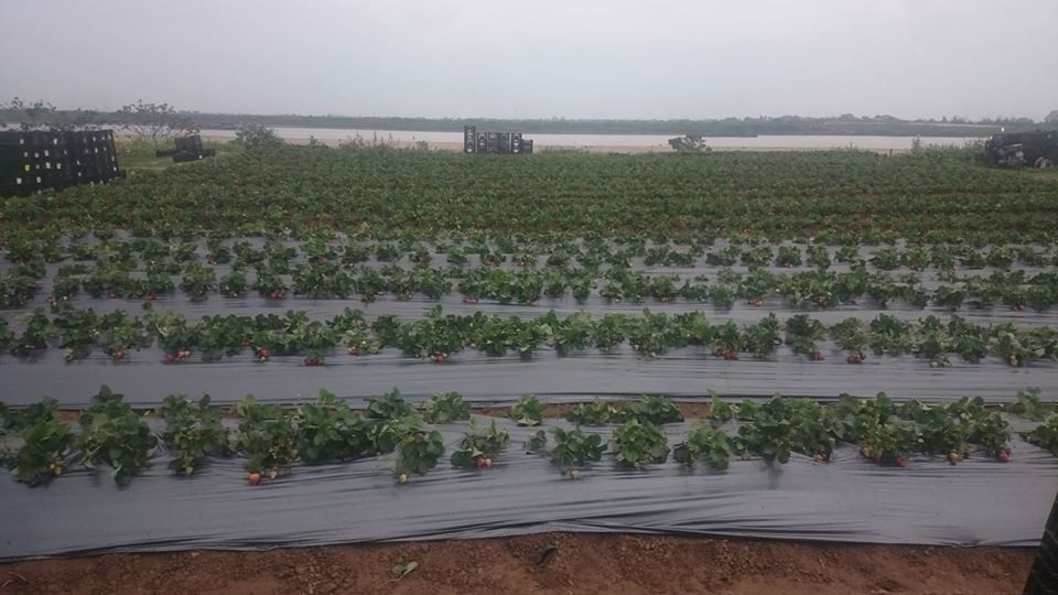 Từ những mảnh vườn nhỏ, giờ đây, những vườn dâu tây Mộc Châu đã được nhân rộng và trồng với quy mô lớn. Ảnh: Facebook.