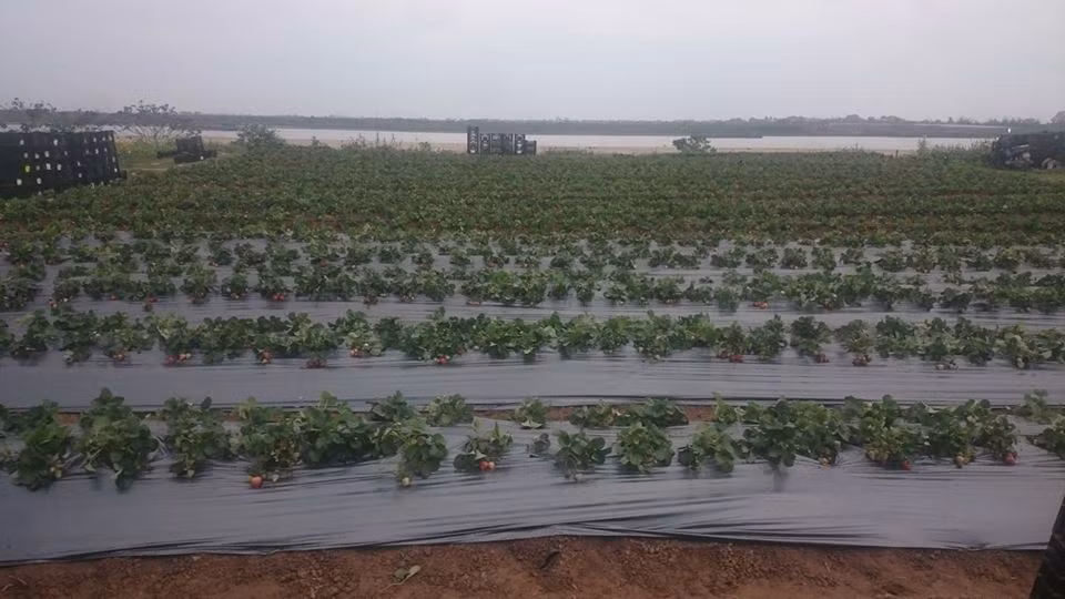 Từ những mảnh vườn nhỏ, giờ đây, những vườn dâu tây Mộc Châu đã được nhân rộng và trồng với quy mô lớn. Ảnh: Facebook.