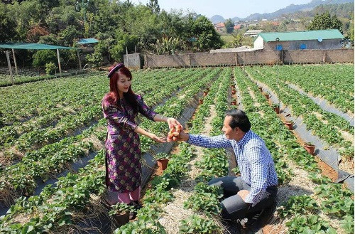 Dâu tây Mộc Châu có hai loại chính, một loại có nguồn gốc từ Nhật, một loại từ Úc. Giống dâu từ Nhật Bản quả to, ngọt nhưng hương vị lại không thơm bằng dâu tây Úc. Dâu tây Úc thơm hơn, nhưng quả nhỏ và có vị hơi chua. Ảnh: Dulich.