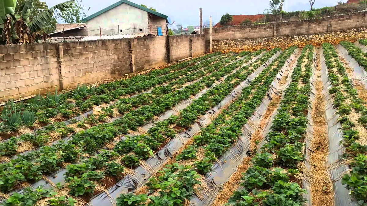 Dâu tây được phân bố chủ yếu ở huyện Mộc Châu với diện tích 10 - 12ha. Ảnh: Youtube.