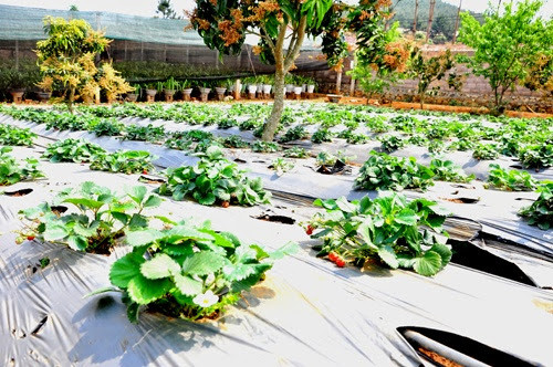 Người dân chỉ bón phân những ngày đầu ươm trồng và bón vôi đều đặn mỗi tháng. Ảnh: Mocchaufood.