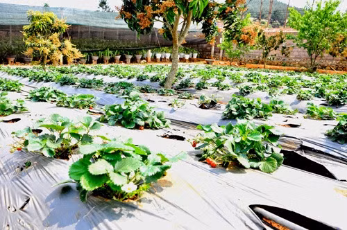 Người dân chỉ bón phân những ngày đầu ươm trồng và bón vôi đều đặn mỗi tháng. Ảnh: Mocchaufood.