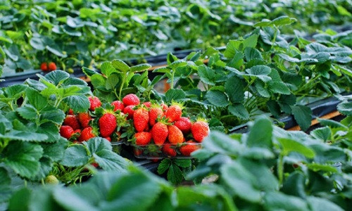 Những trái dâu tây chín mọng, trông thích mắt. Ảnh: Avitour.