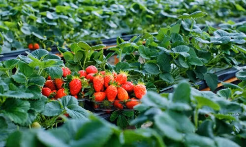 Những trái dâu tây chín mọng, trông thích mắt. Ảnh: Avitour.