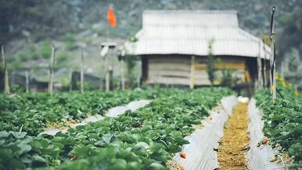 Những luống dâu tây được trồng thành hàng, thẳng tắp. Ảnh: Em đẹp.