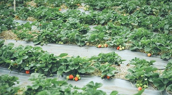 Dâu tây trồng ở Mộc Châu không sử dụng thuốc bảo vệ thực vật. Ảnh: Em đẹp.