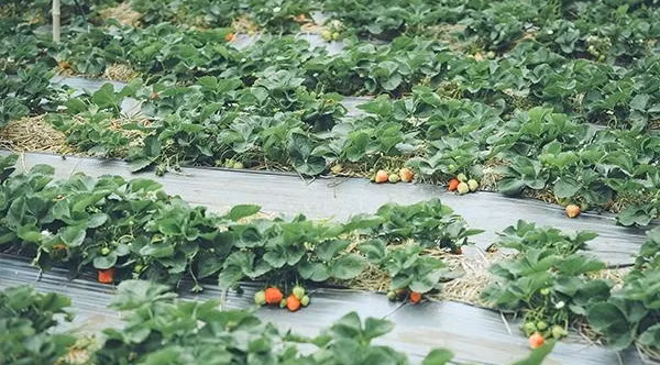 Dâu tây trồng ở Mộc Châu không sử dụng thuốc bảo vệ thực vật. Ảnh: Em đẹp.