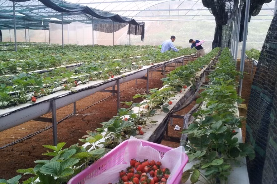 Dâu tây đưa ra thị trường được thu hoạch trong ngày nên luôn đảm bảo độ tươi ngon và an toàn vệ sinh, không hề có chất bảo quản. Ảnh: Lao động.