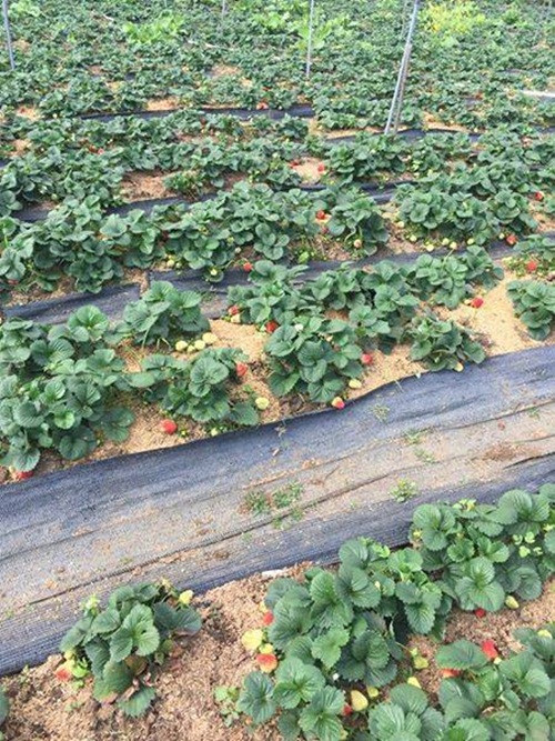 Thông thường, cây giống được chuẩn bị từ tháng 5, 6 và 7. Cho tới tháng 8 thì bắt đầu cày xới đất, đánh luống, bón vôi rồi sang đến tháng 9 mới bước vào giai đoạn trồng dâu tây. Ảnh: Facebook.