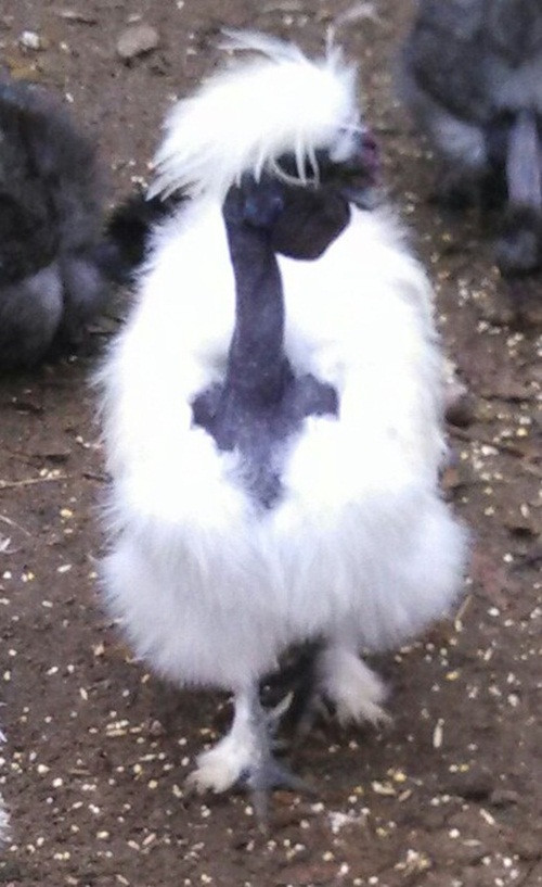 Gà cổ trụi hay còn được gọi với tên gà cổ rắn đang trở thành loài gà cảnh được giới nhà giàu Việt săn lùng. Ảnh: Vuaga.