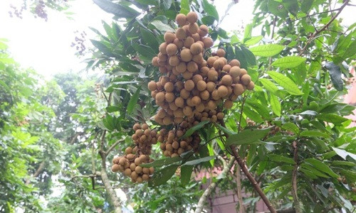 Cũng nhờ kỹ thuật cho nhãn ra quả trái vụ, nhiều hộ nông dân ở Hưng Yên kiếm lời hàng trăm triệu nhờ bán cả chục tấn nhãn tươi giữa mùa đông. Ảnh: VTC.