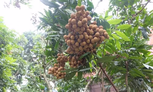 Cũng nhờ kỹ thuật cho nhãn ra quả trái vụ, nhiều hộ nông dân ở Hưng Yên kiếm lời hàng trăm triệu nhờ bán cả chục tấn nhãn tươi giữa mùa đông. Ảnh: VTC.