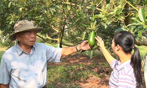 Sau nhiều lần thất bại, đến nay ông Quy sở hữu 5 ha bơ trái vụ, cho thu nhập 600-800 triệu đồng/ha/năm. Ảnh: Baodongnai.