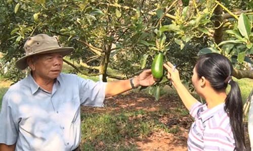 Sau nhiều lần thất bại, đến nay ông Quy sở hữu 5 ha bơ trái vụ, cho thu nhập 600-800 triệu đồng/ha/năm. Ảnh: Baodongnai.