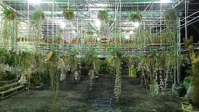 Đến nay, anh Bắc sở hữu vườn lan rừng quý hiếm rộng 1.000m2. Ảnh: Dân Việt.