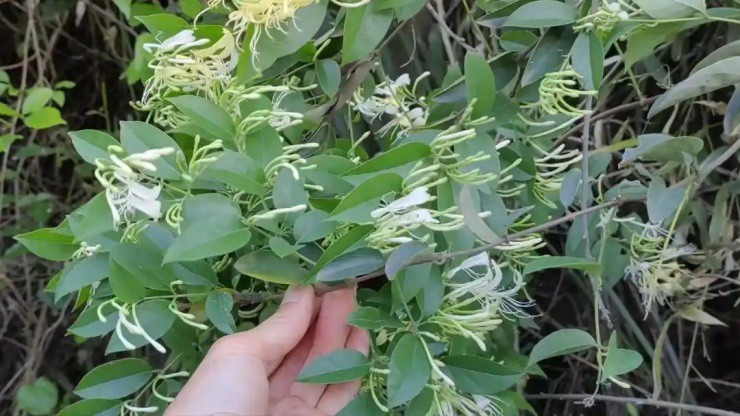 Loài hoa mang tên “vàng bạc” nở vào mùa Xuân, bán giá đắt đỏ Loai hoa mang ten “vang bac” no vao mua Xuan, ban gia dat do