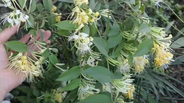 Loài hoa mang tên “vàng bạc” nở vào mùa Xuân, bán giá đắt đỏ - Hình 3 Loai hoa mang ten “vang bac” no vao mua Xuan, ban gia dat do-Hinh-3