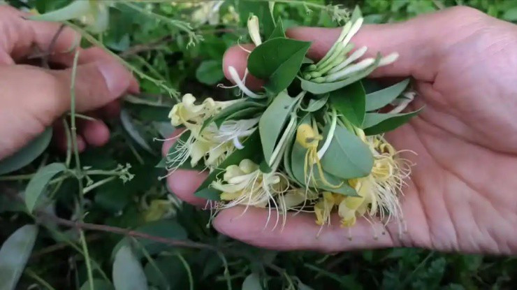 Loài hoa mang tên “vàng bạc” nở vào mùa Xuân, bán giá đắt đỏ - Hình 2 Loai hoa mang ten “vang bac” no vao mua Xuan, ban gia dat do-Hinh-2