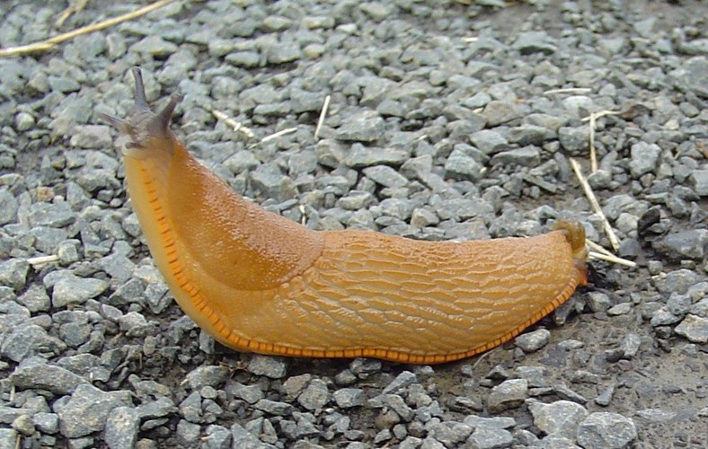 Bạn sẽ cảm thấy khó tin nhưng sự thực là sên có 4 mũi, trong đó một cặp mang để thở và một đôi lỗ mũi để ngửi.