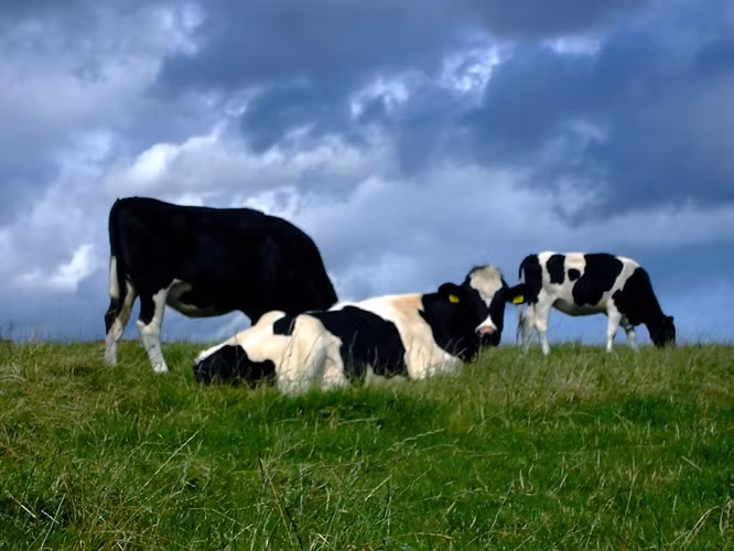 Một con bò cho khoảng 200.000 ly sữa trong cả cuộc đời của nó.