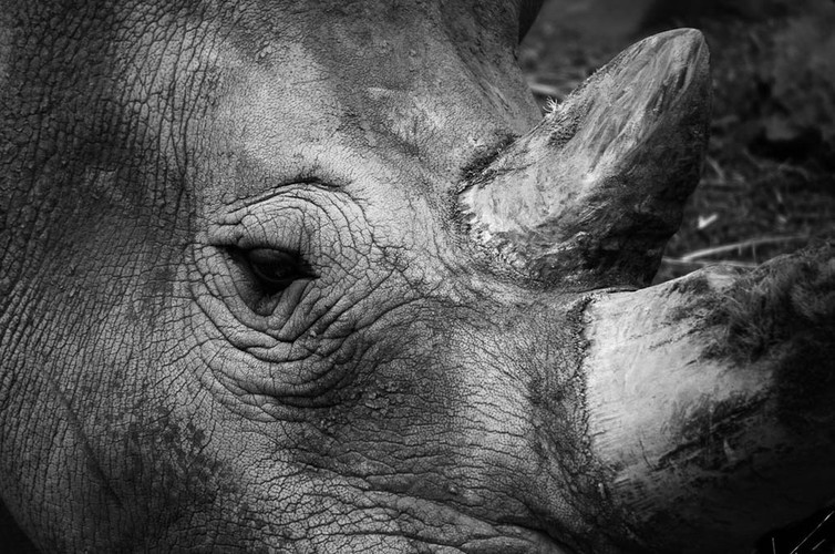 Khác với sừng của các loài vật khác hình thành từ mô xương, sừng tê giác hình thành từ mô lông, do đó có thể bóc tách được.