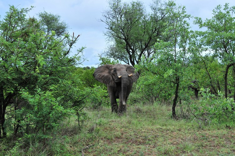 Voi là động vật duy nhất không thể nhảy trong thế giới động vật.