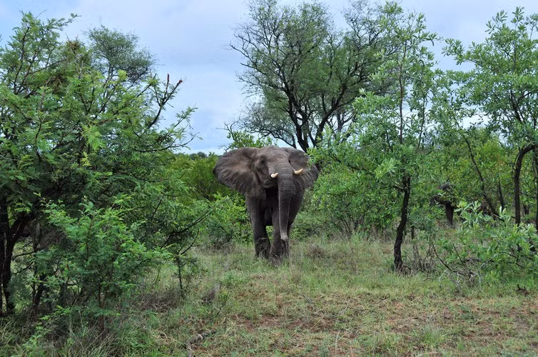Voi là động vật duy nhất không thể nhảy trong thế giới động vật.