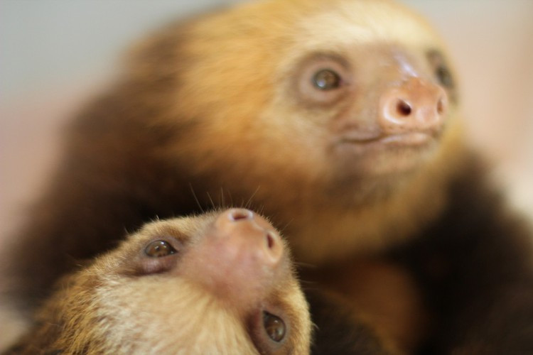 Một con lười phải mất đến hai tuần để tiêu hóa hết thức ăn của nó.