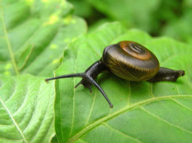 Một con ốc có thể ngủ liền một mạch trong ba năm. Đây là khám phá đáng kinh ngạc về giấc ngủ của động vật.