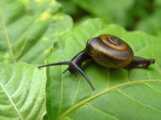 Một con ốc có thể ngủ liền một mạch trong ba năm. Đây là khám phá đáng kinh ngạc về giấc ngủ của động vật.