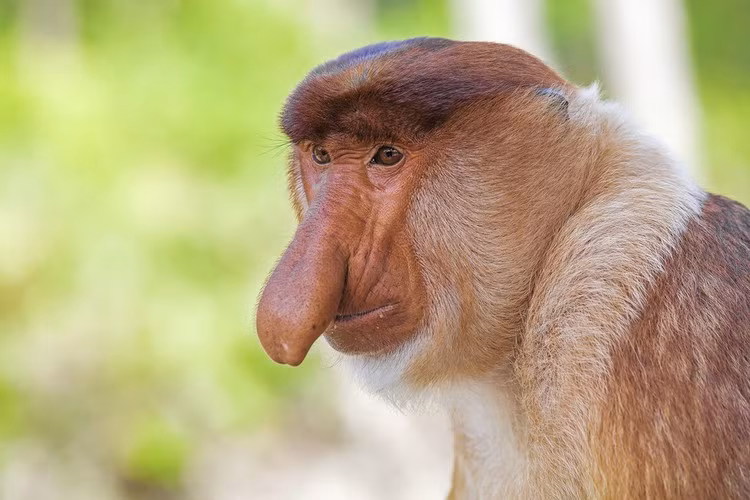 Khỉ vòi, loài linh trưởng có chiếc mũi to đặc biệt khiến chúng trông như một mụ phù thủy với chiếc mũi dài khoằm xuống. Tuy nhiên, trên thực tế chiếc mũi được thiết kế để thu hút bạn tình, một chiếc mũi to dài sẽ khuếch đại khả năng giao phối.