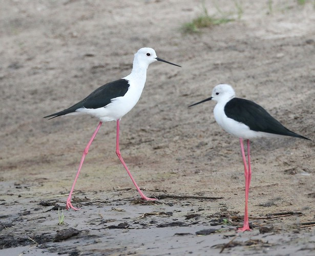 Chim cà kheo cổ đen, chân cực dài và mảnh khảnh. Không giống các loài chim có chiều dài đôi chân tương xứng với cơ thể,chim cà kheo cổ đen trông lênh khênh trên đôi chân hồng dài miên man, nổi bật. Đây cũng là loài có đôi chân dài nhất thế giới động vật.