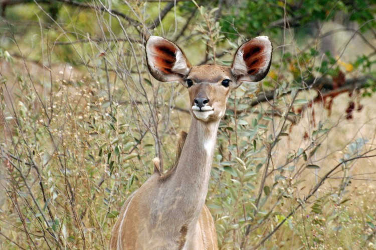 Không chịu kém cạnh, những con linh dương vằn Kudu cái cũng sở hữu đôi tai quá khổ cực kỳ dễ thương.