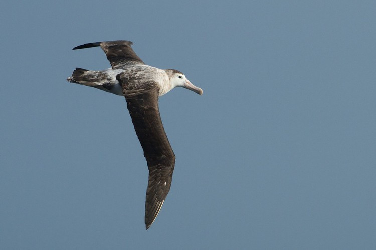 Hải âu Tristan, là một loài chim biển trong họ Hải âu, chúng nổi tiếng với sải cánh cực đại dài tới 3.3m. Đôi cánh này giúp hải âu Tristan lướt trên bầu trời nhiều giờ mà không cần dừng lại hoặc vỗ cánh.