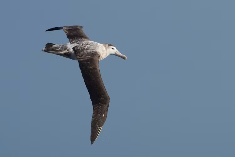 Hải âu Tristan, là một loài chim biển trong họ Hải âu, chúng nổi tiếng với sải cánh cực đại dài tới 3.3m. Đôi cánh này giúp hải âu Tristan lướt trên bầu trời nhiều giờ mà không cần dừng lại hoặc vỗ cánh.