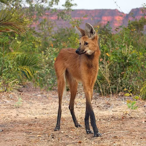 Sói bờm có vẻ bề ngoài hơi giống loài cáo với bộ lông màu nâu đỏ tuy nhiên nó lại thuộc họ chó. Đặc điểm "dị" của loài động vật là đôi chân dài như siêu mẫu được giải thích có lẽ là do sự thích nghi với các thảo nguyên nơi sinh sống bản địa của nó.