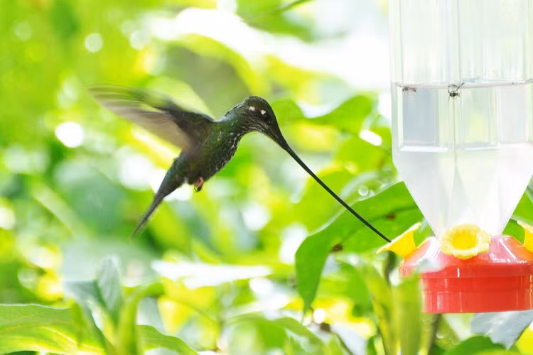 Loài chim nhại mỏ kiếm này có chiếc mỏ dài hơn cả thân mình, cấu tạo của chiếc mỏ dài, đầu nhọn như mũi kiếm giúp chúng có thể dễ dàng hút mật ở những bông hoa ống dài.